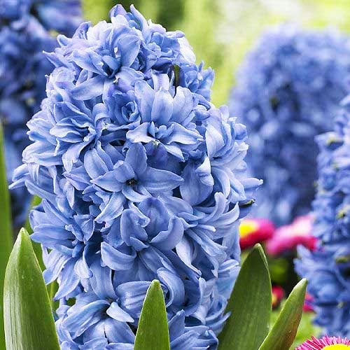 Гиацинт махровый Blue Tango 30 луковиц размер 14/15