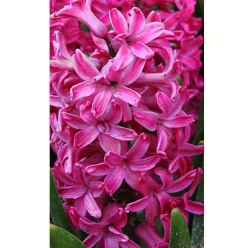 Гиацинт Jan Bos 30 луковиц размер 14/15