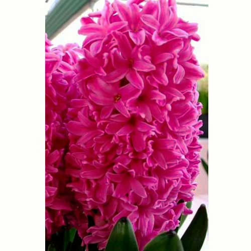 Гиацинт Ibis 30 луковиц размер 14/15