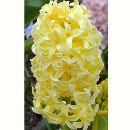 Гіацинт-Йеллоу-Куїн-30-цибулин