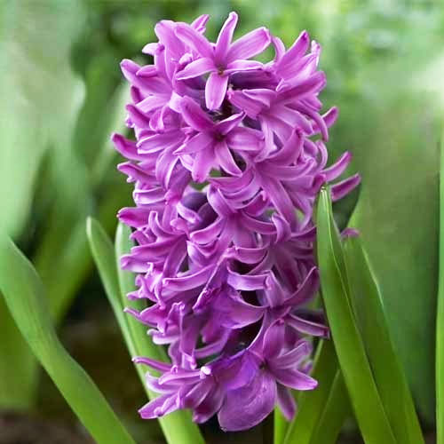 Гиацинт махровый Twin Sensation 14/15