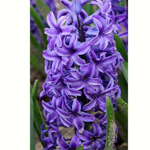 Гиацинт Minos 30 луковиц размер 14/15