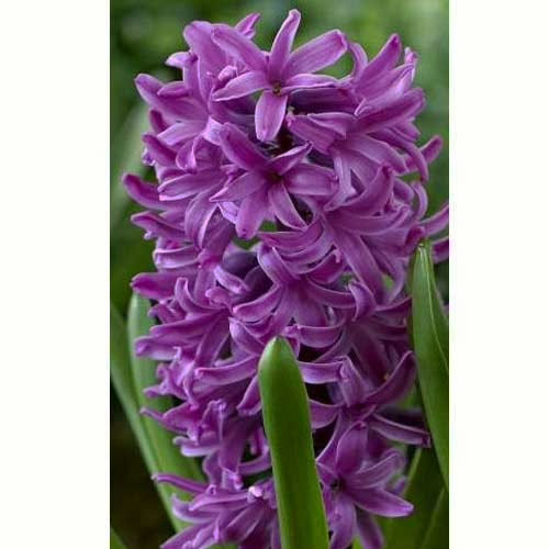 Гиацинт Purple Sensation 30 луковиц размер 14/15