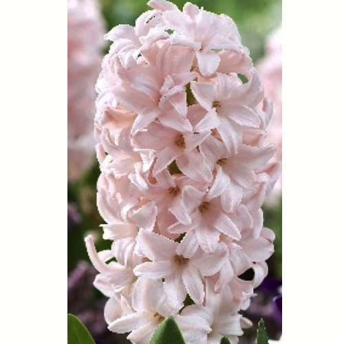 Гиацинт Pink Elephart 30 луковиц размер 14/15