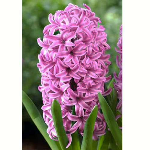Гиацинт Pink Pearl 30 луковиц размер 14/15