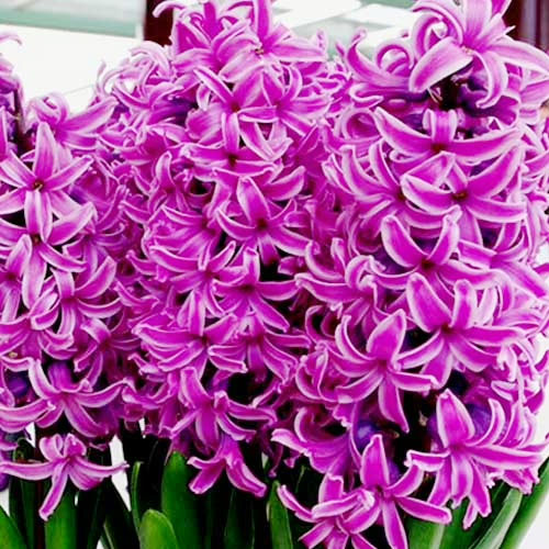 Гиацинт Paul Hermann 30 луковиц размер 14/15