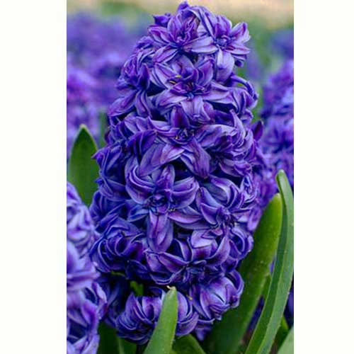 Гиацинт Royal Navy 30 луковиц размер 14/15