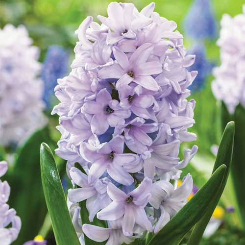 Гіацинт-Сіті-оф-Бредфорд-150-цибулин