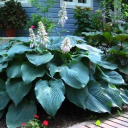 hosta-big-daddy-