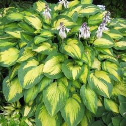 hosta-pauls-glory