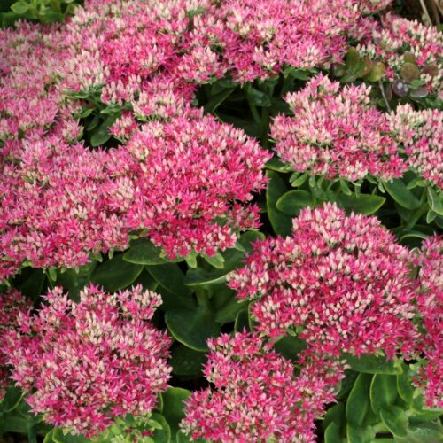 Седум Hot Stuff саджанець у контейнері 0,5 л