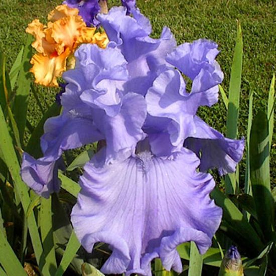 Iris 'Abiqua Falls'