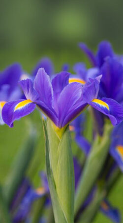 iris-blue-magic