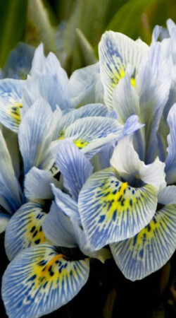 iris-katharine-hodgkin