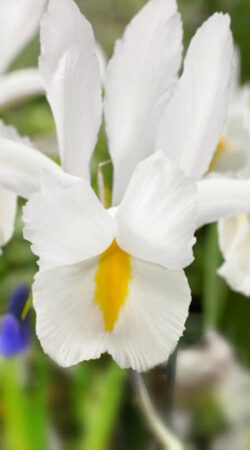 iris-mount-everest