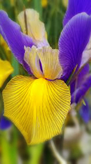 iris-mystic-beauty