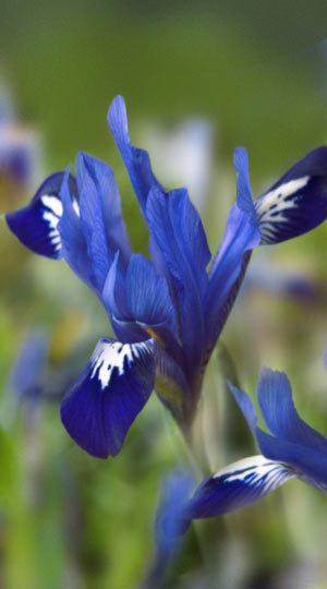 iris-reticulata