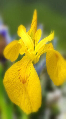 iris-royal-yellow