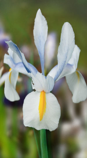 iris-saturnus