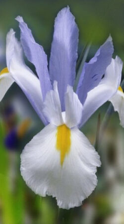 iris-silvery-beauty