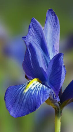 iris-spring-time