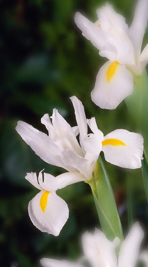 iris-white-magic