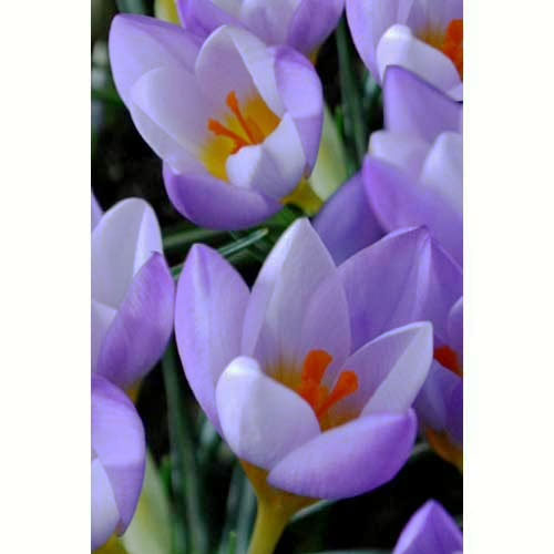 Крокус Файрфлай 100 цибулин