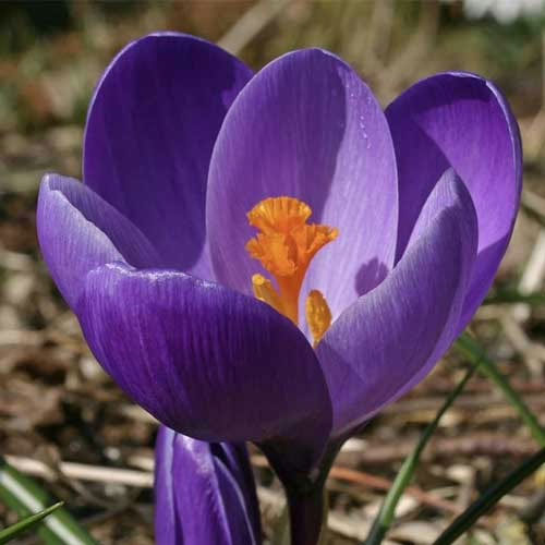 Крокус-Флауер-Рекорд-500-цибулин