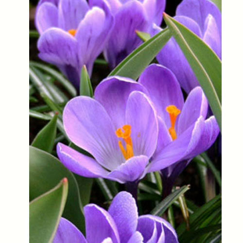 Крокус Гранд Метр 100 цибулинКрокус Гранд Метр 100 цибулин