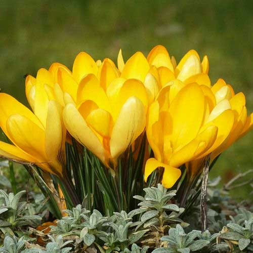 Крокус-Єллоу-Джаінт-500-цибулин