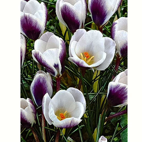 Крокус Принц Клаус 100 цибулин