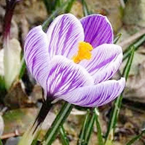Крокус-Пиквик-500-цибулин
