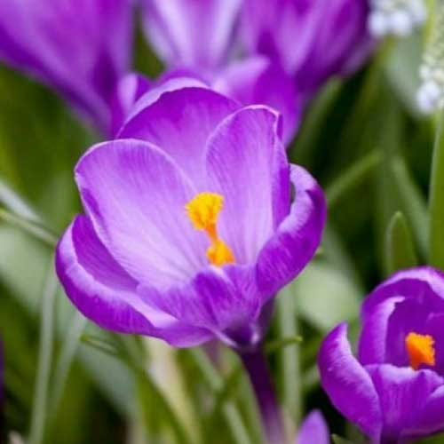 Крокус-Ремембранс-500-цибулин