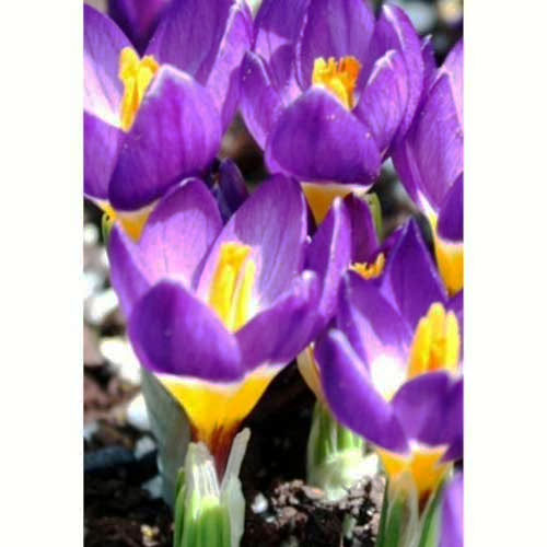 Крокус Саблайміс Триколор 50 цибулин