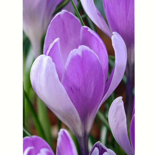Крокус Вангуард 100 цибулин