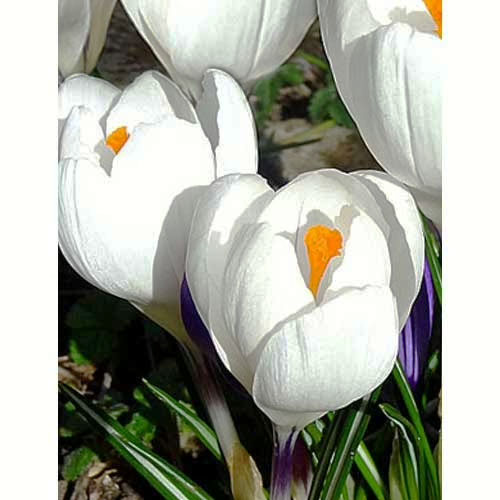Крокус Жанна д`Арк 100 цибулин