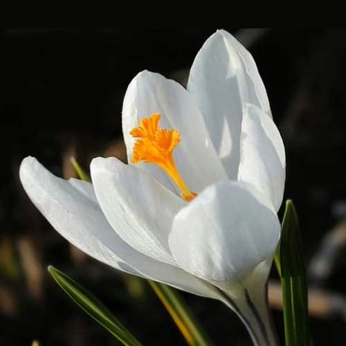 Крокус-Жанна-д`Арк-500-цибулин