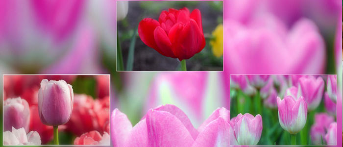 КУПИТЬ-луковицу-тюльпанов-по-оптовым-ценам