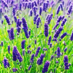 lavanda-dwarf-blue