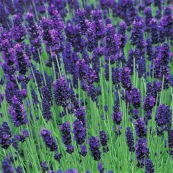 lavanda-hidcote