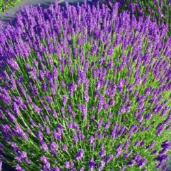 lavanda-munstead