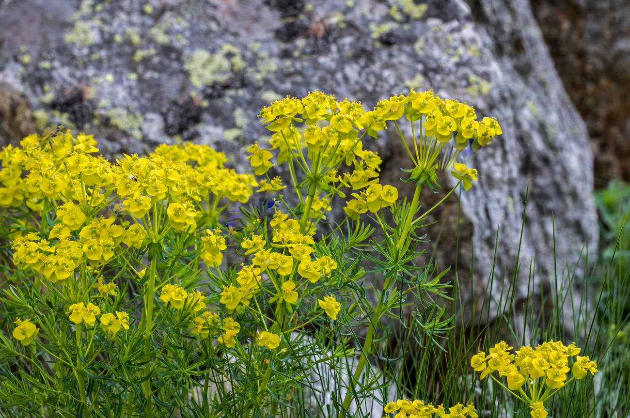 Лучшие сорта эуфорбии в Украине