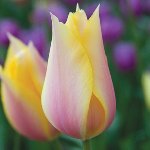 Tyulpan-blushing-lady