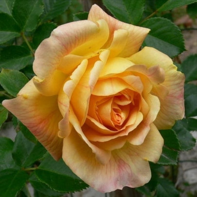 Троянда Мішка-саджанець