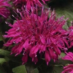 monarda-balmy-purple