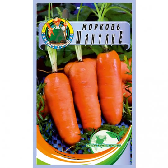 морковь-шантане