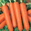 Морковь Зимний цукат пакет 10 грамм
