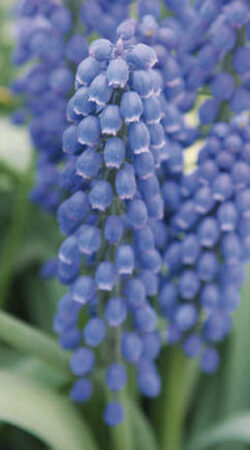 muscari-big-smile