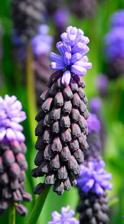 muscari-latifolium