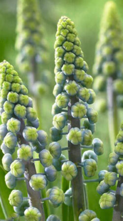 muscari-saffier